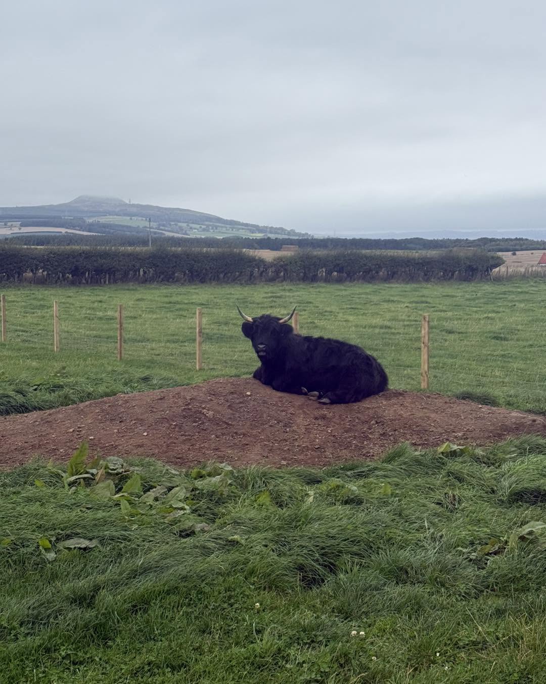 Dolly the black highland cow lying on a mound in the field